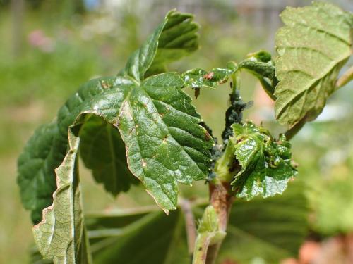Réf. 262 464 : Aphis schneideri